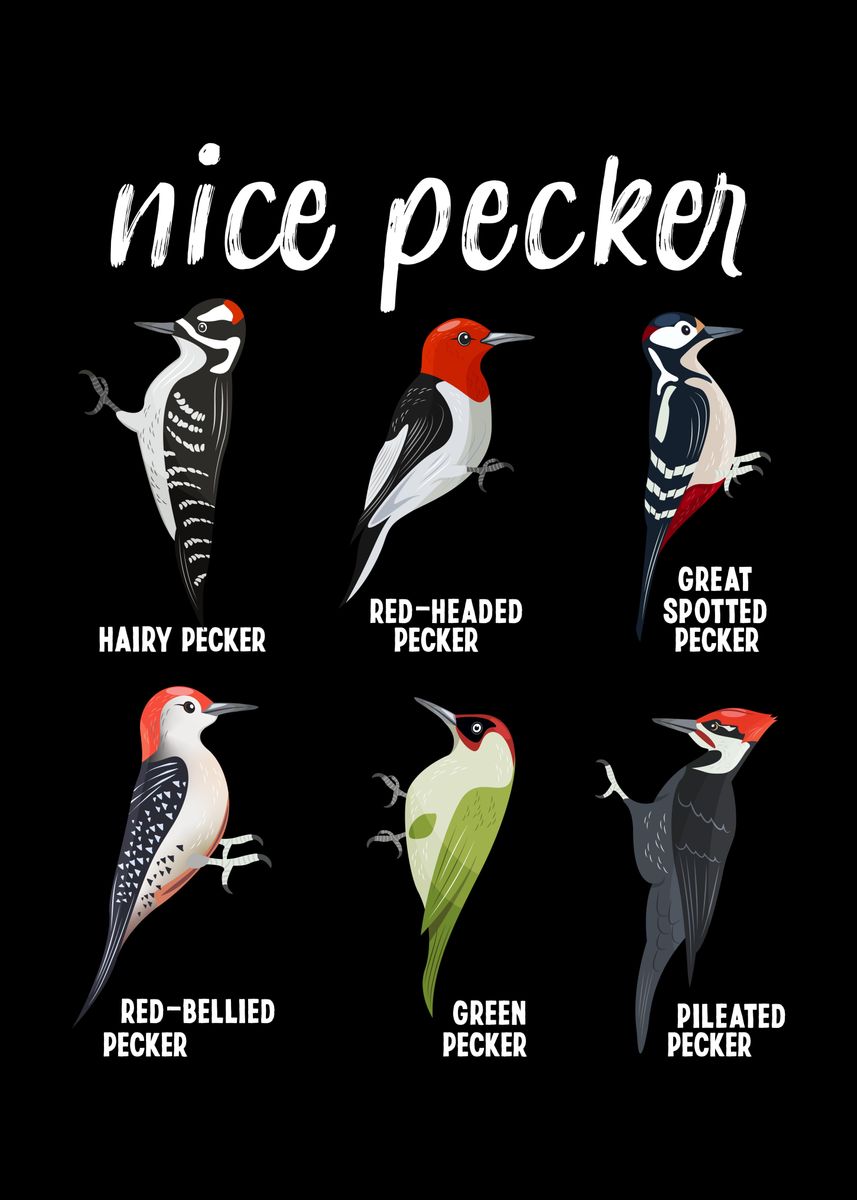 Woodpecker Nice Pecker' Poster by Philip Anders | Displate