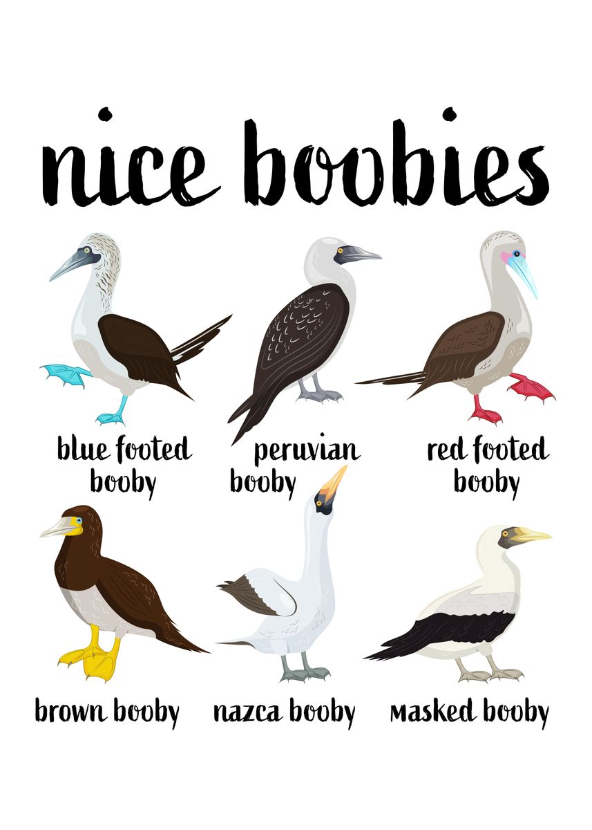 Booby Bird Nice Boobies' Poster, picture, metal print, paint by Phil