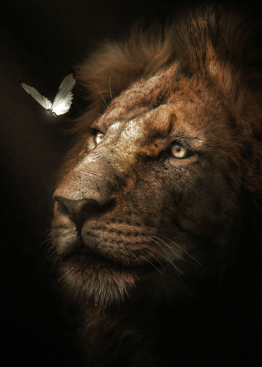 'Lion Butterfly' Poster by Zenja Gammer Displate
