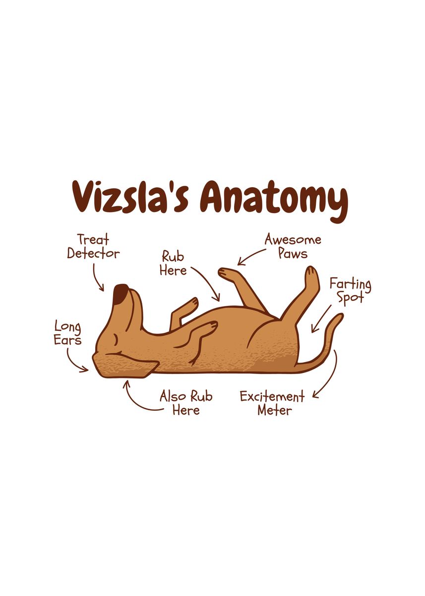 'Vizsla dog Anatomy ' Poster by Artur  | Displate