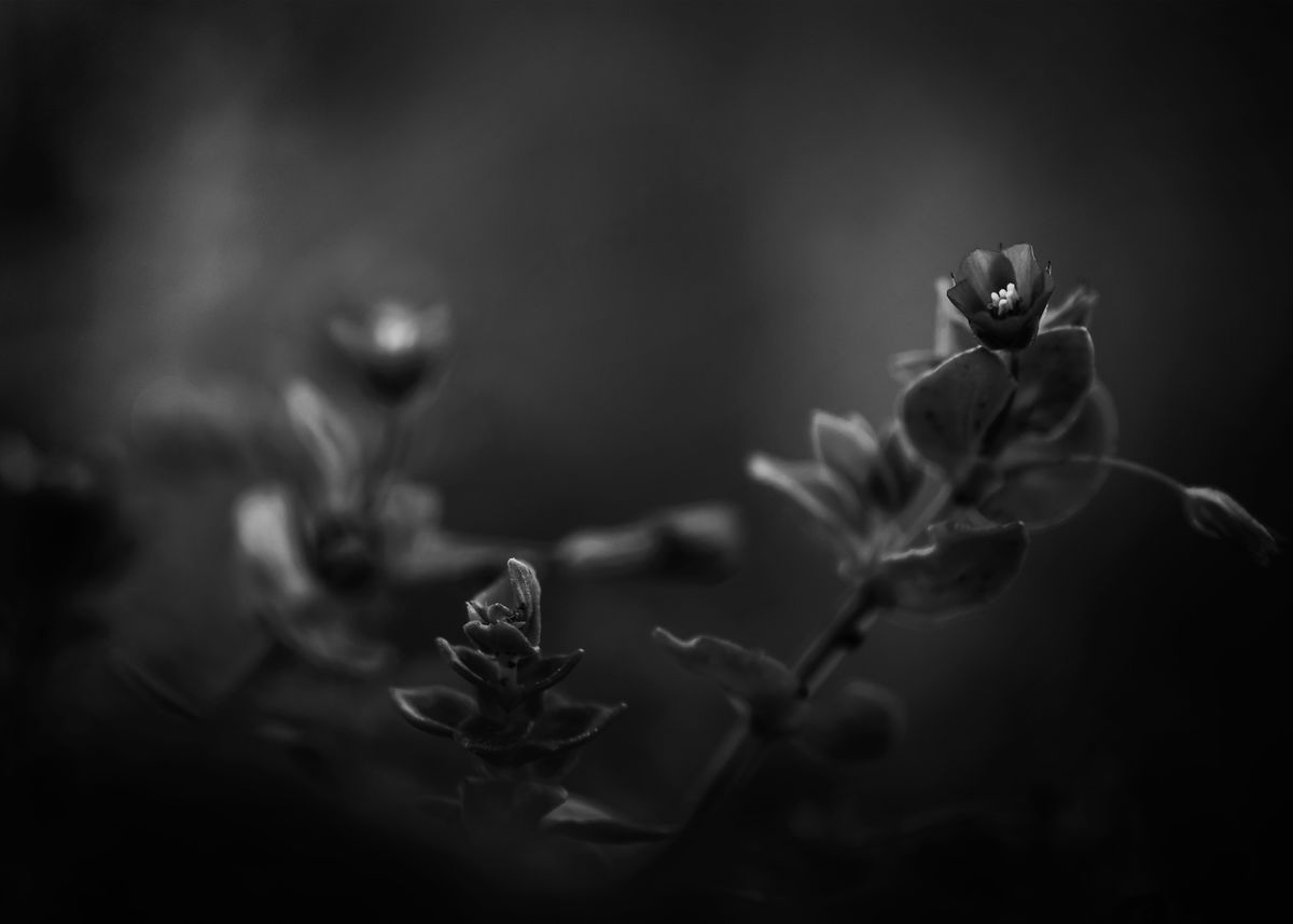 'Gothic Nature 2' Poster by César Torres | Displate