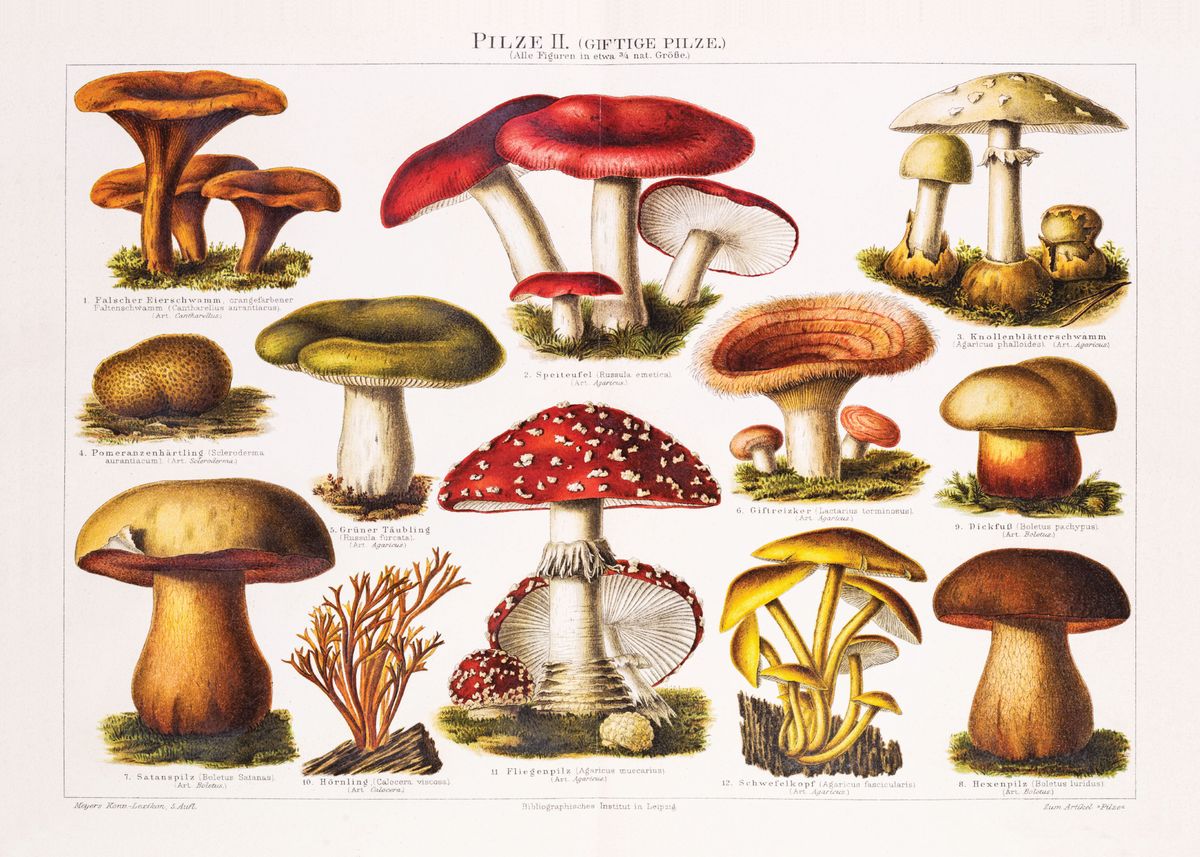 'Vintage Mushrooms Picture' Poster by MrTKBooker  | Displate