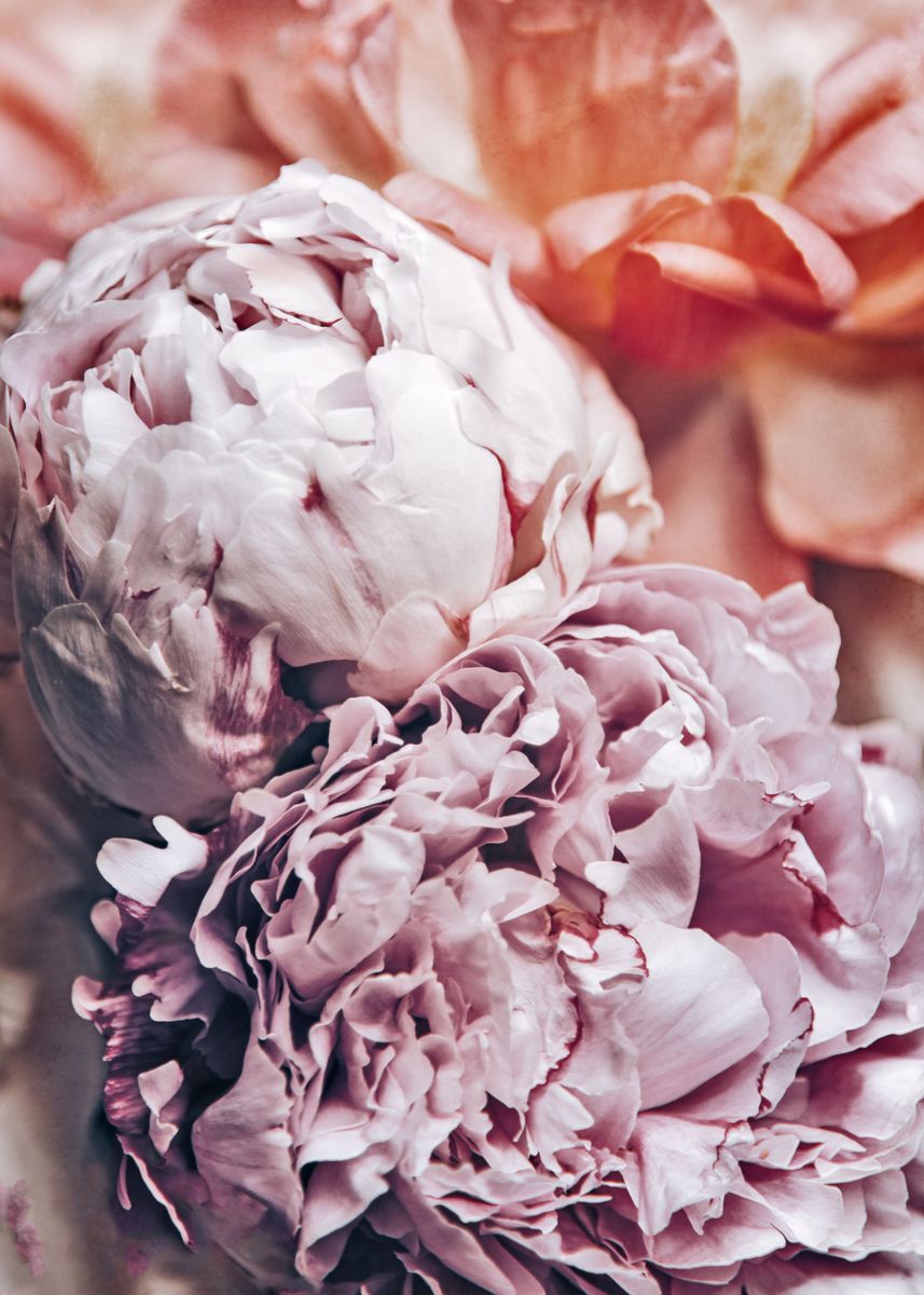 'Dusty Peony' Poster by Steffen Gierok | Displate