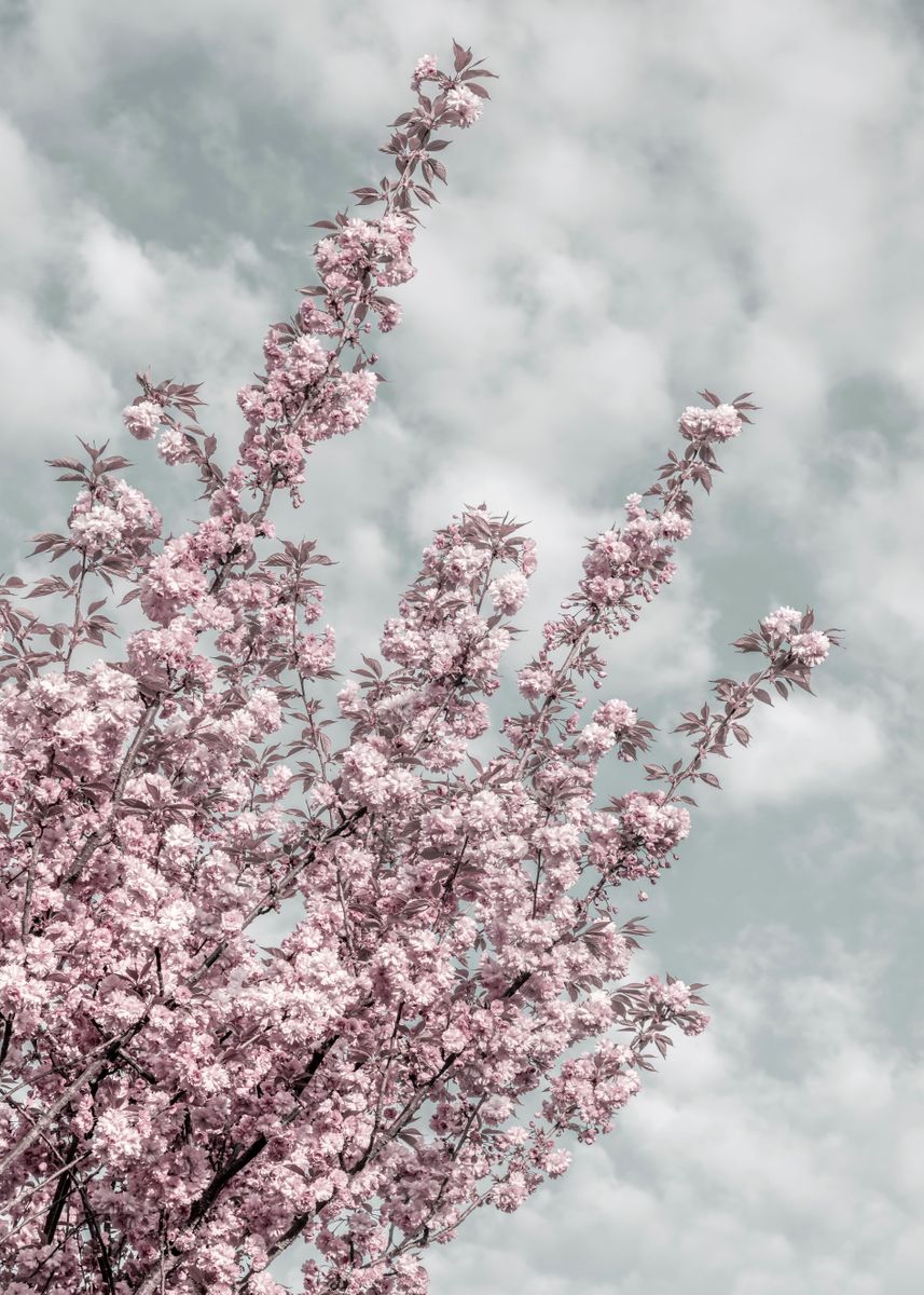 'Cherry blossoms and sky' Poster by Melanie Viola | Displate