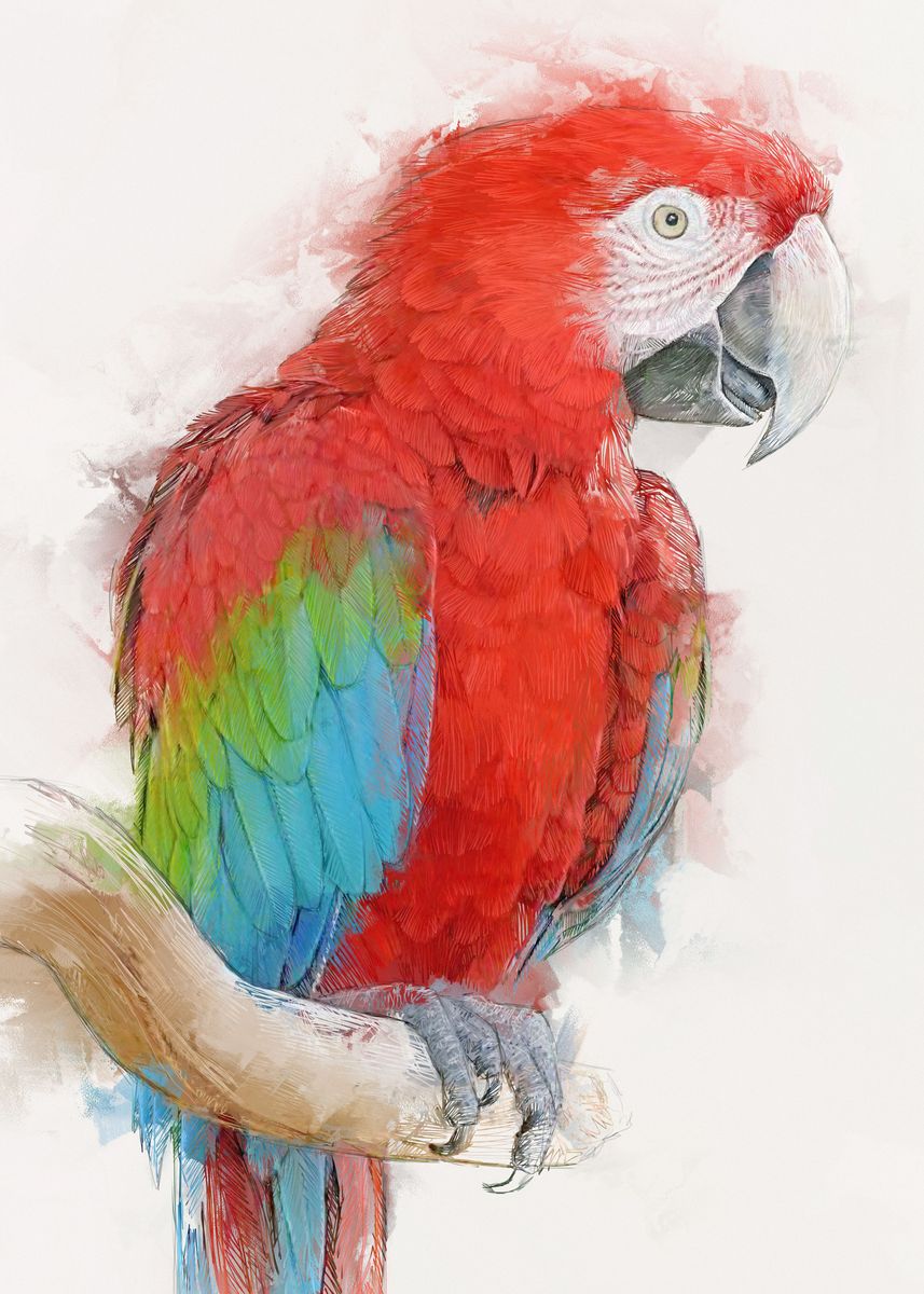'Red and Green Macaw Portra' Poster by Bloom Florence | Displate