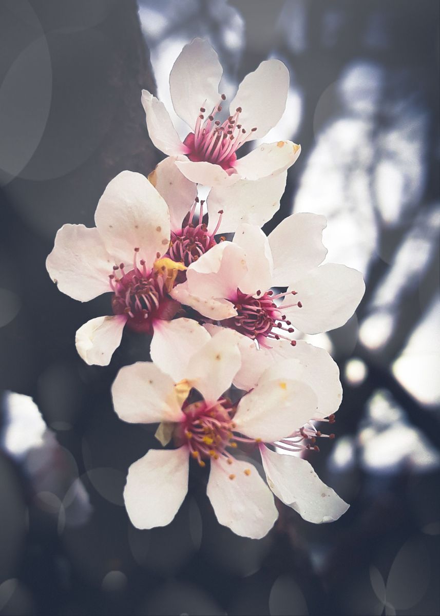'VIntage apple blossom' Poster by Edy Art Space | Displate