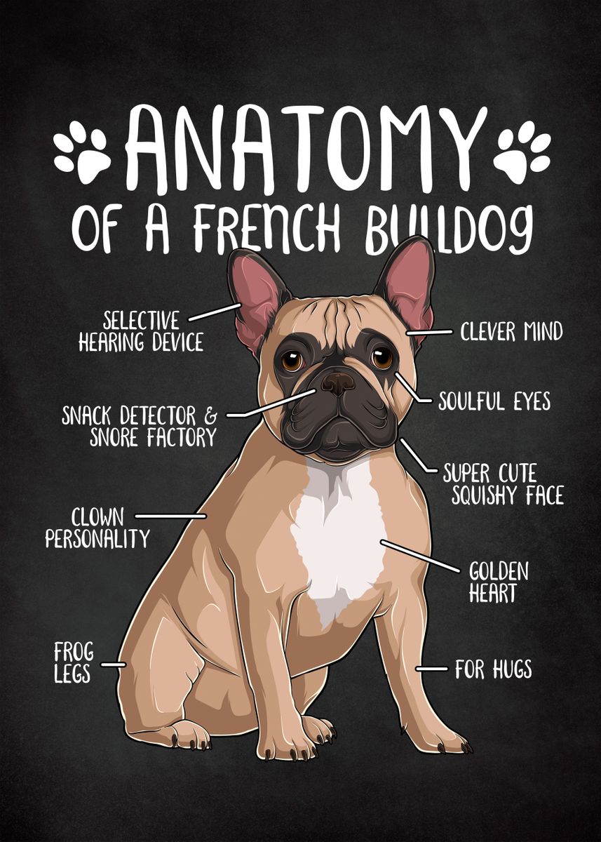 'Anatomy French Bulldog' Poster, picture, metal print, paint by
