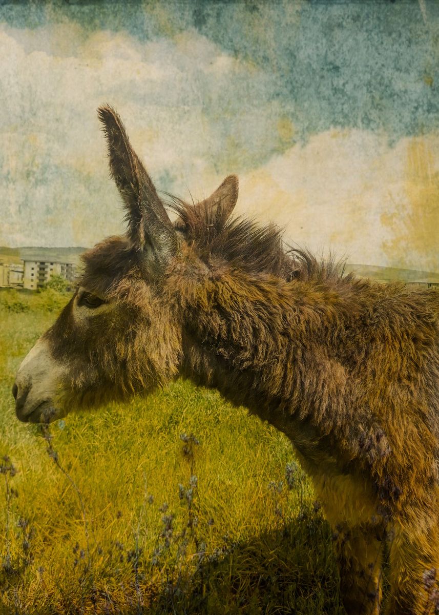 'Vintage donkey colt' Poster by Edy Art Space | Displate