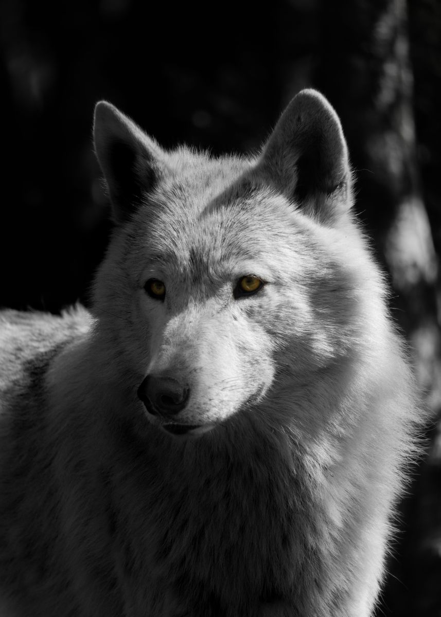 'Magnificent Wolf' Poster, picture, metal print, paint by Elliot North ...