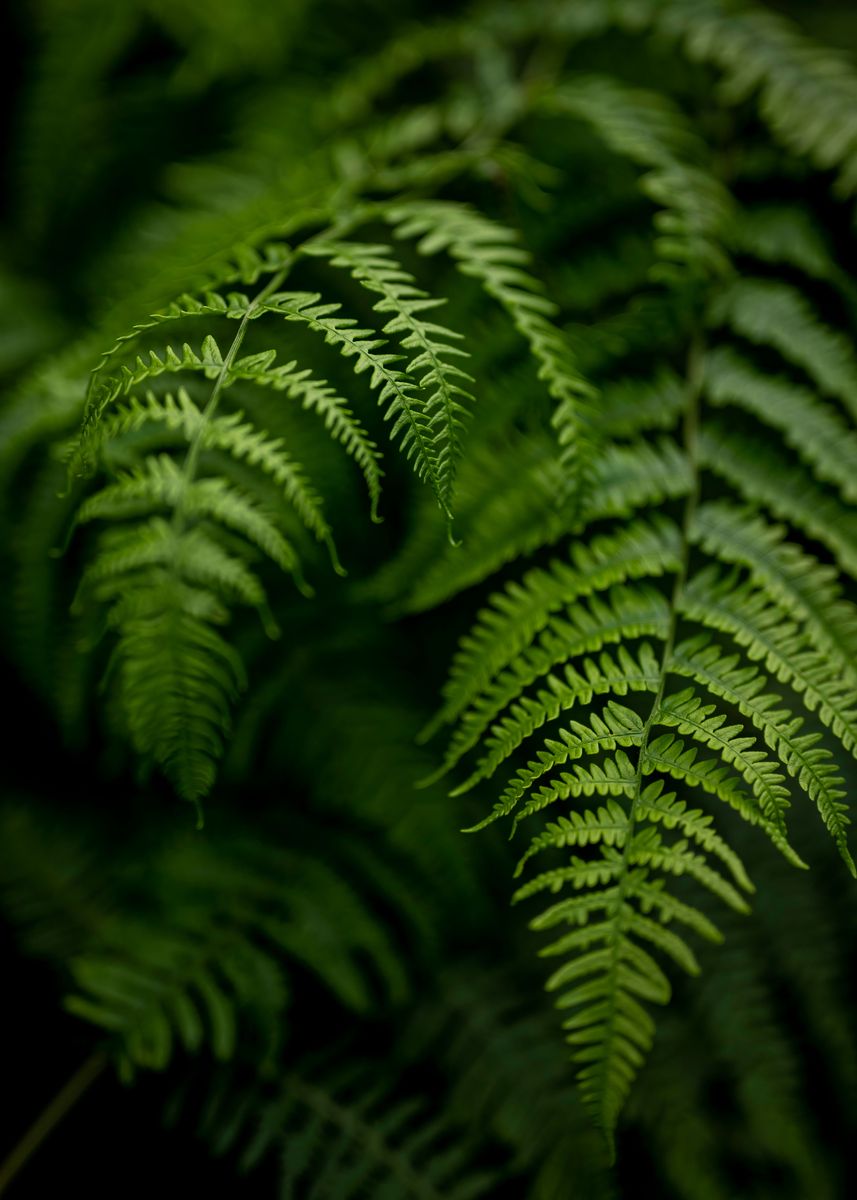 'Fresh green jungle fern' Poster, picture, metal print, paint by ...