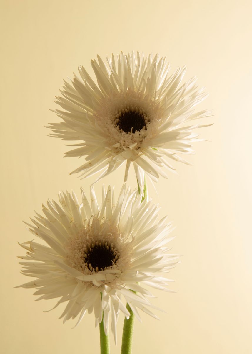 'Pastel yellow flowers' Poster, picture, metal print, paint by Suzanne