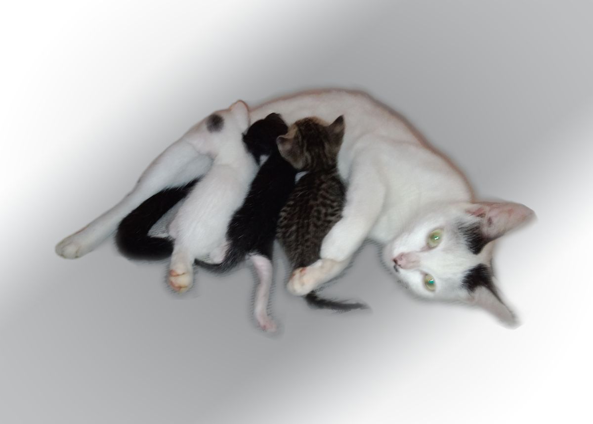 'Mother Cat1' Poster by Gani Bijish | Displate
