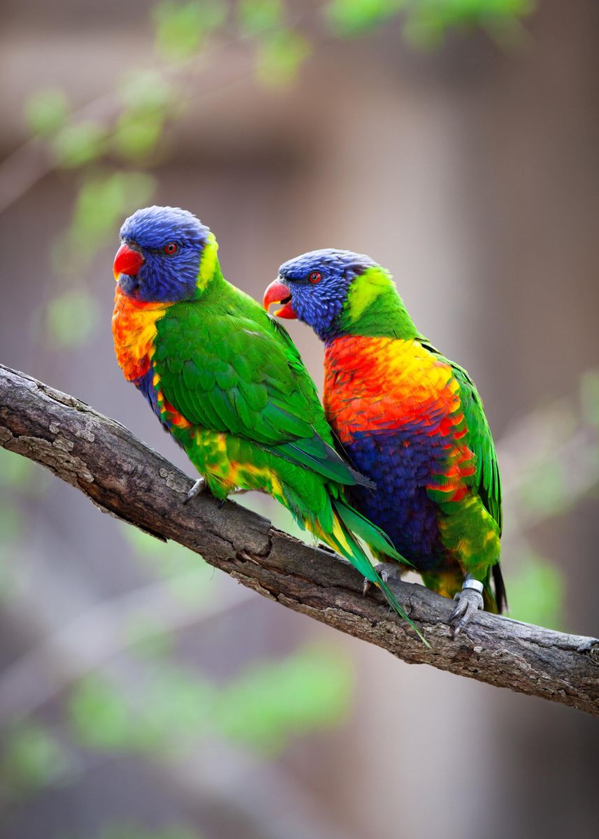 'Rainbow Lorikeet Couple' Poster, picture, metal print, paint by ...