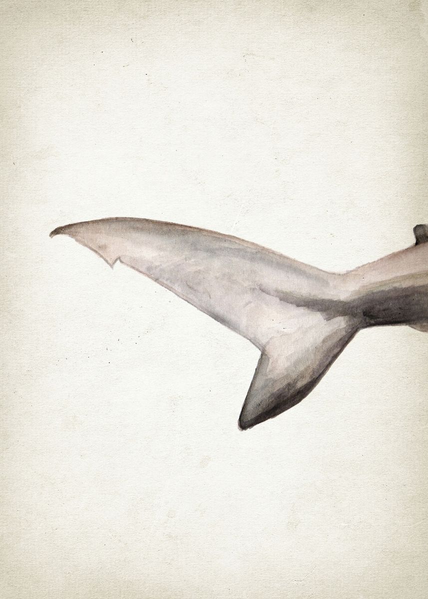 'Hammerhead shark tail' Poster, picture, metal print, paint by
