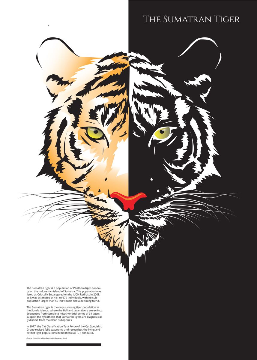 Amur Tiger Poster Print / Infographic