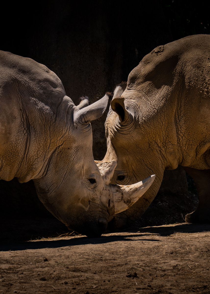 'Double Rhinoceros' Poster by Mike Lebeau | Displate