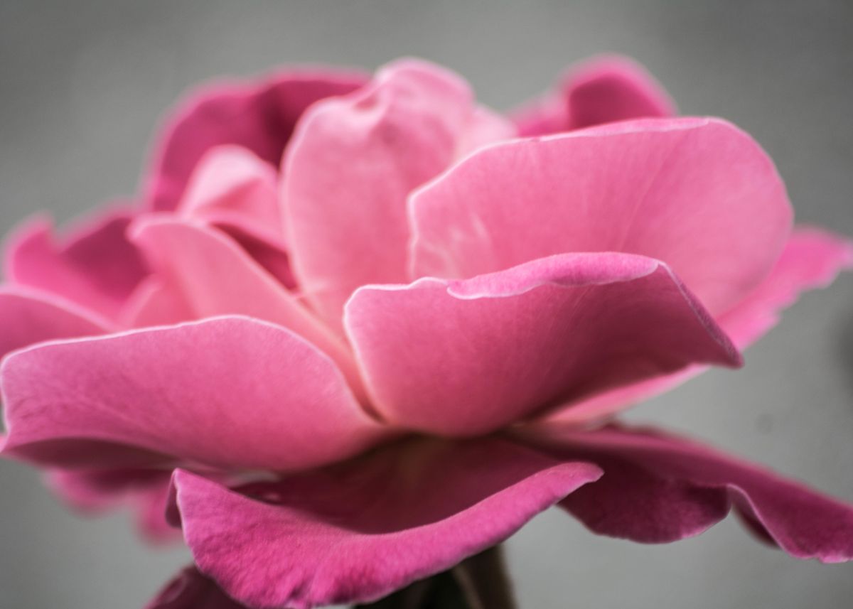 pink rose petal' Poster by Spring Flower | Displate