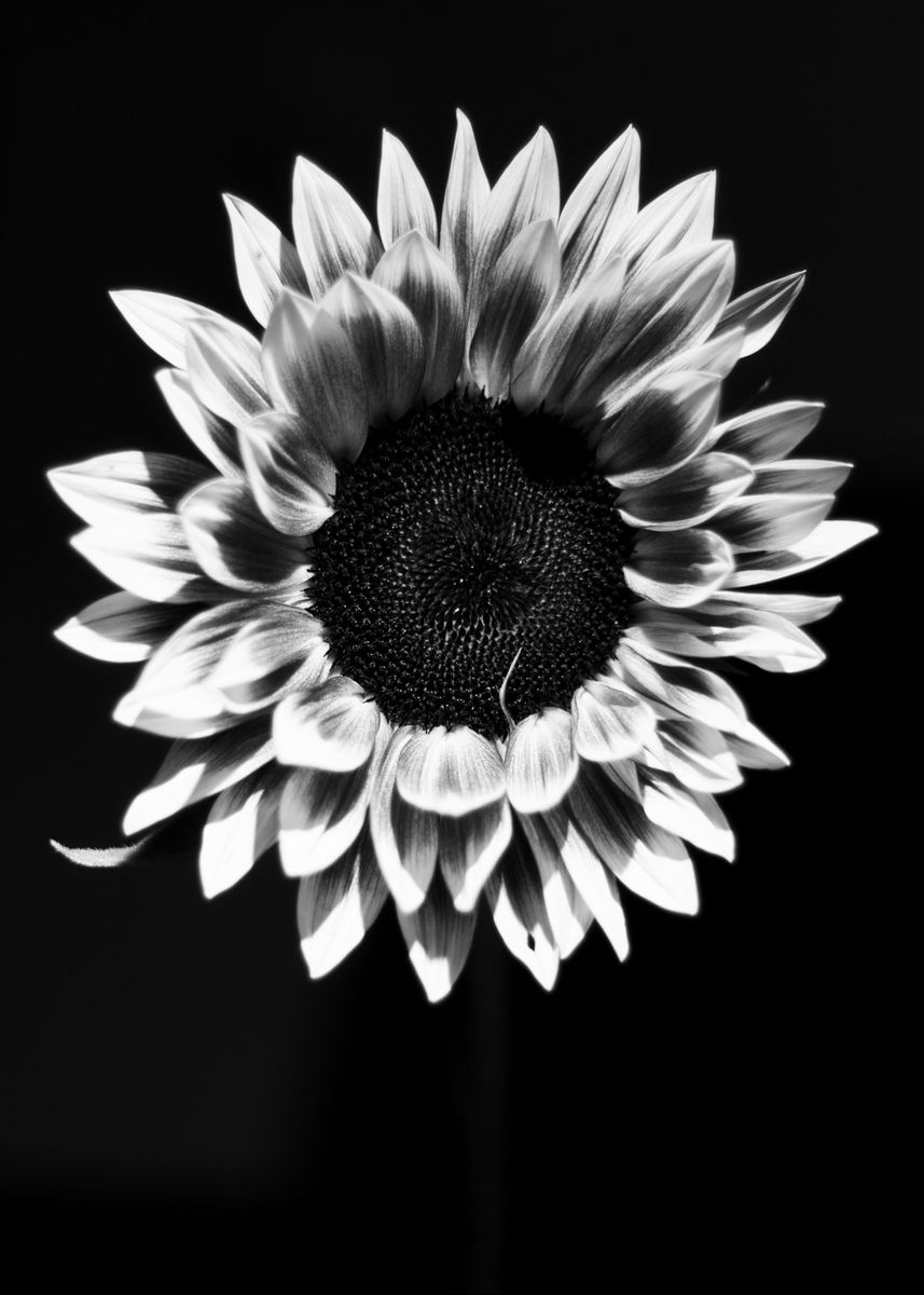 'Sunflower Black and White ' Poster by LunacyVibes Displate