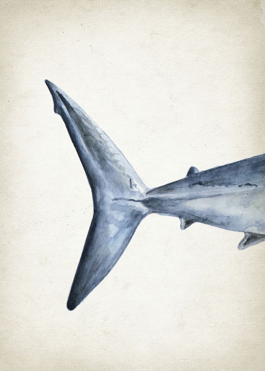 'Mako shark tail' Poster, picture, metal print, paint by Designersen
