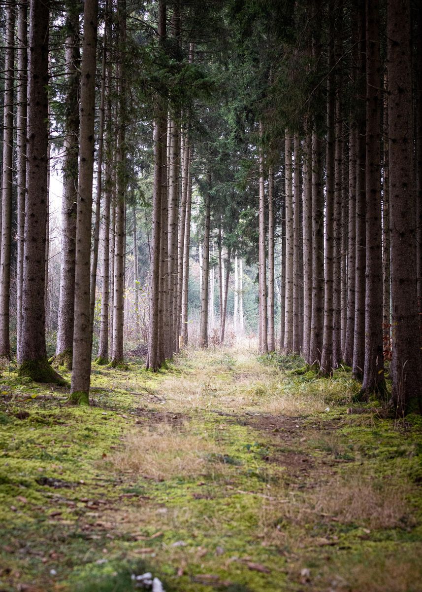 'Lost in the Forest' Poster by Conceptual Photography | Displate