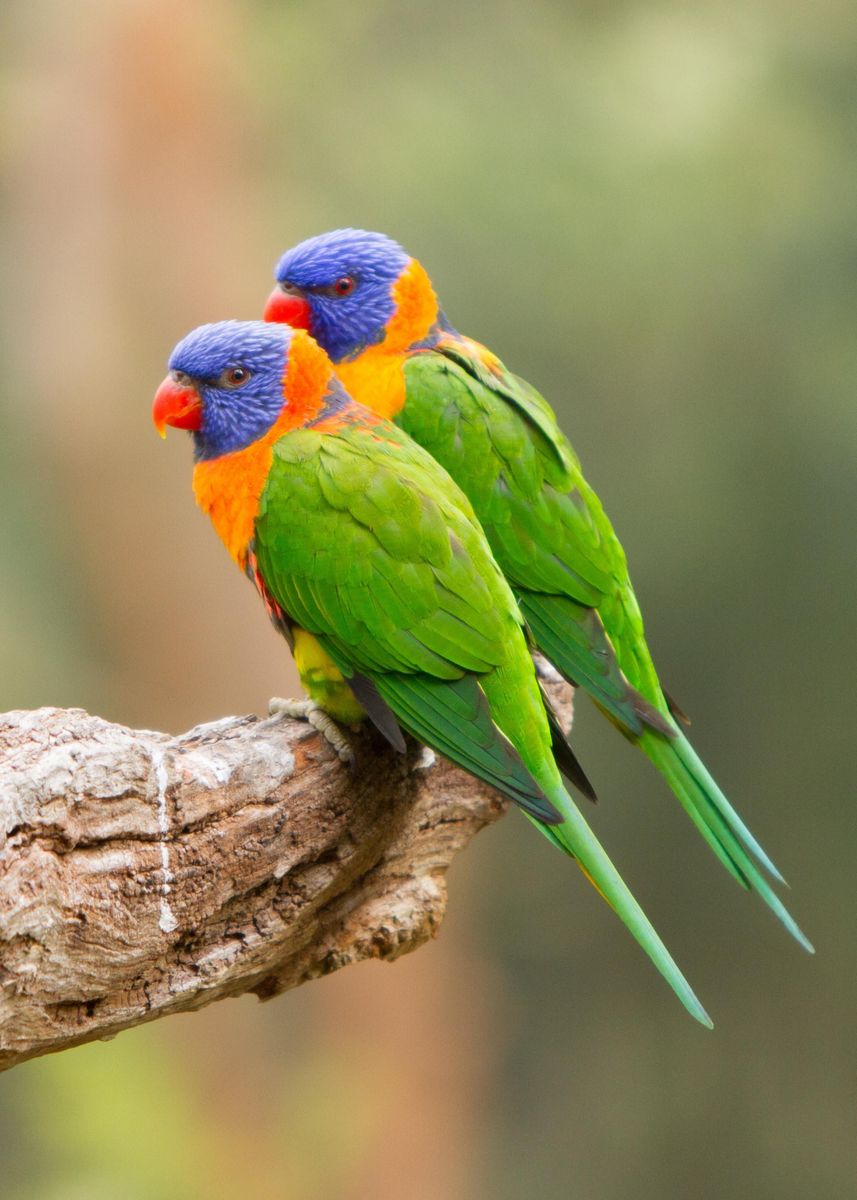 'rainbow Lorikeet Couple ' Poster By Slowbird 