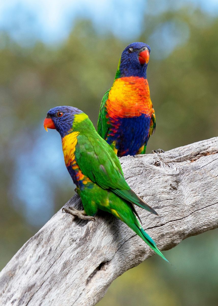 'Rainbow Lorikeets' Poster, picture, metal print, paint by Slowbird ...