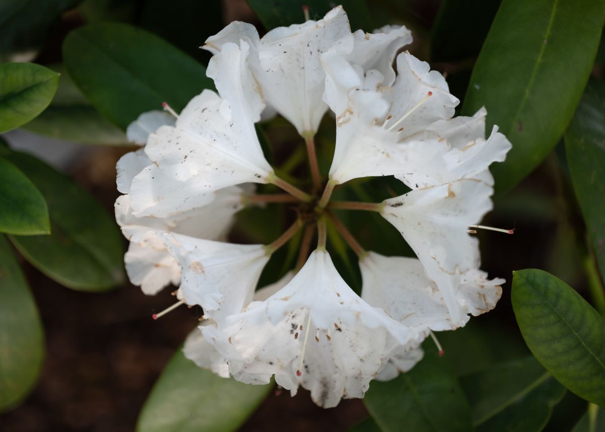 ‘White Rhododendron Flower’ Poster by Socratubik | Displate