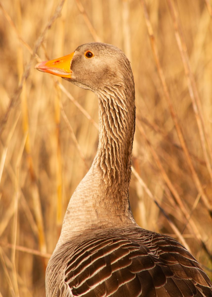 Goose Reed 'Goose between reed' Poster, picture, metal print, paint by Suzanne de ...