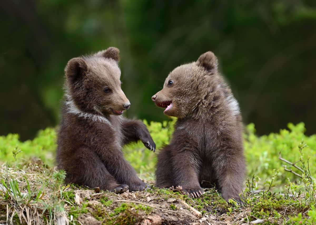'Wild brown bear ' Poster by Volodymyr Burdiak Displate
