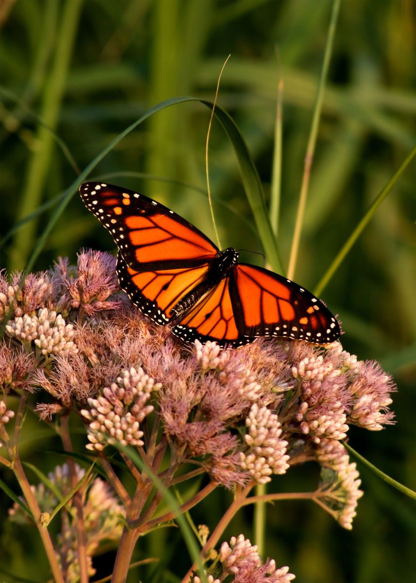 'Butterfly Animal' Poster, picture, metal print, paint by Jaycee Mc ...