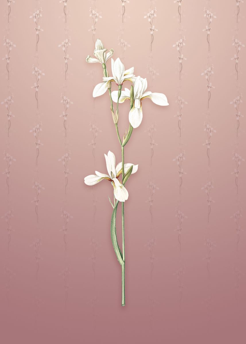 &lsquo;Vintage Siberian Iris&rsquo; Poster by Holy Rock Design | Displate