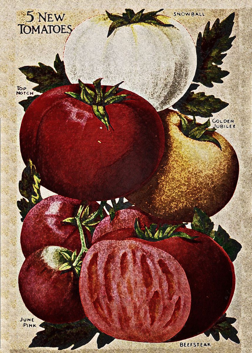 'vintage tomato' Poster by KROCKNER YR. | Displate