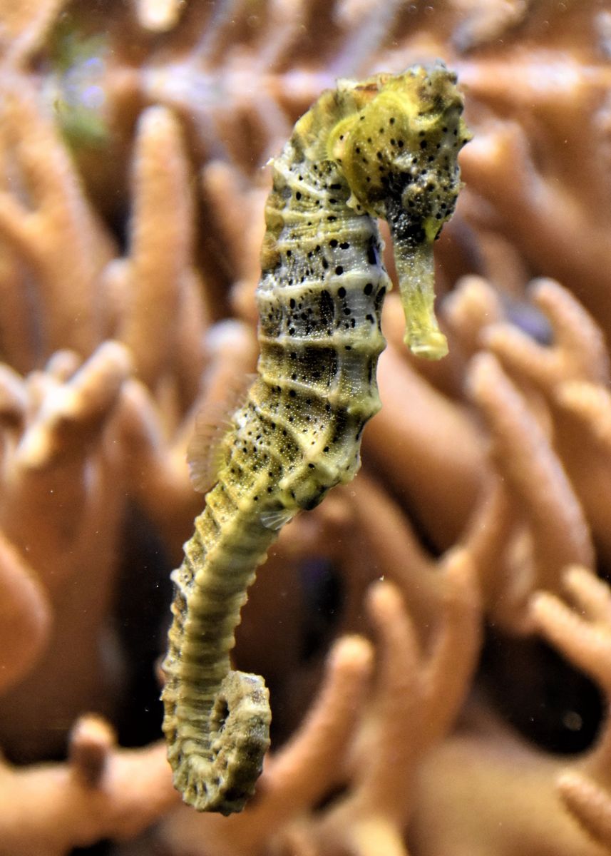 'camouflage seahorse' Poster, picture, metal print, paint by PENGDUA