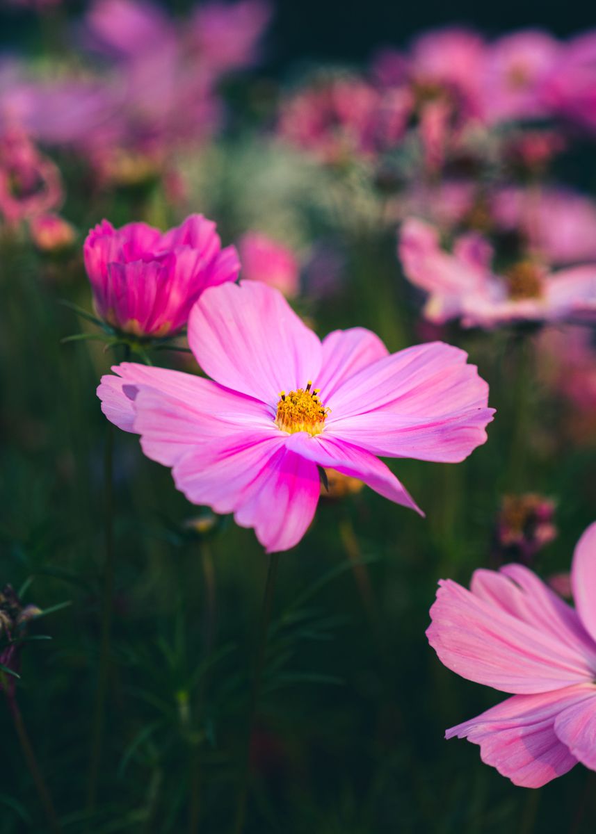 'pink flower' Poster by nicolas stempien lauff | Displate