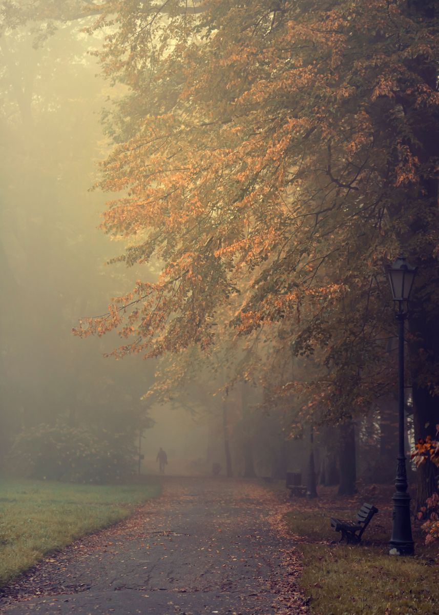 'Autumn misty path in park' Poster, picture, metal print, paint by ...