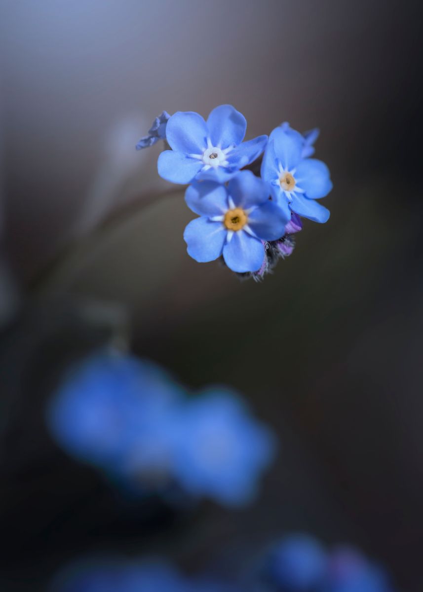 'Blue forget-me-nots' Poster by anettastar | Displate