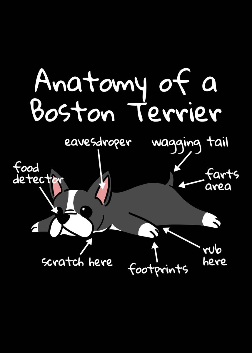 'Boston Terrier Anatomy ' Poster, picture, metal print, paint by