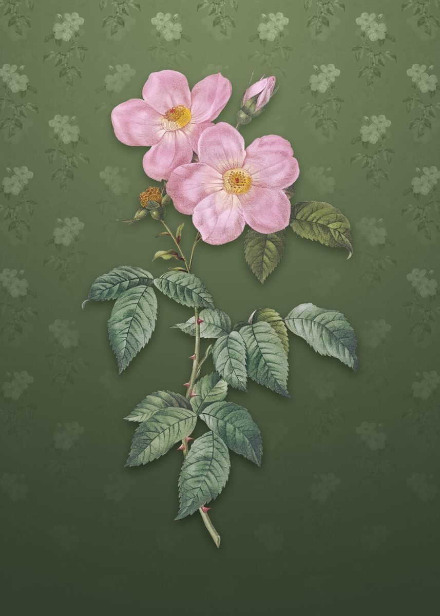 'Tea Scented Roses Bloom' Poster, picture, metal print, paint by Holy ...