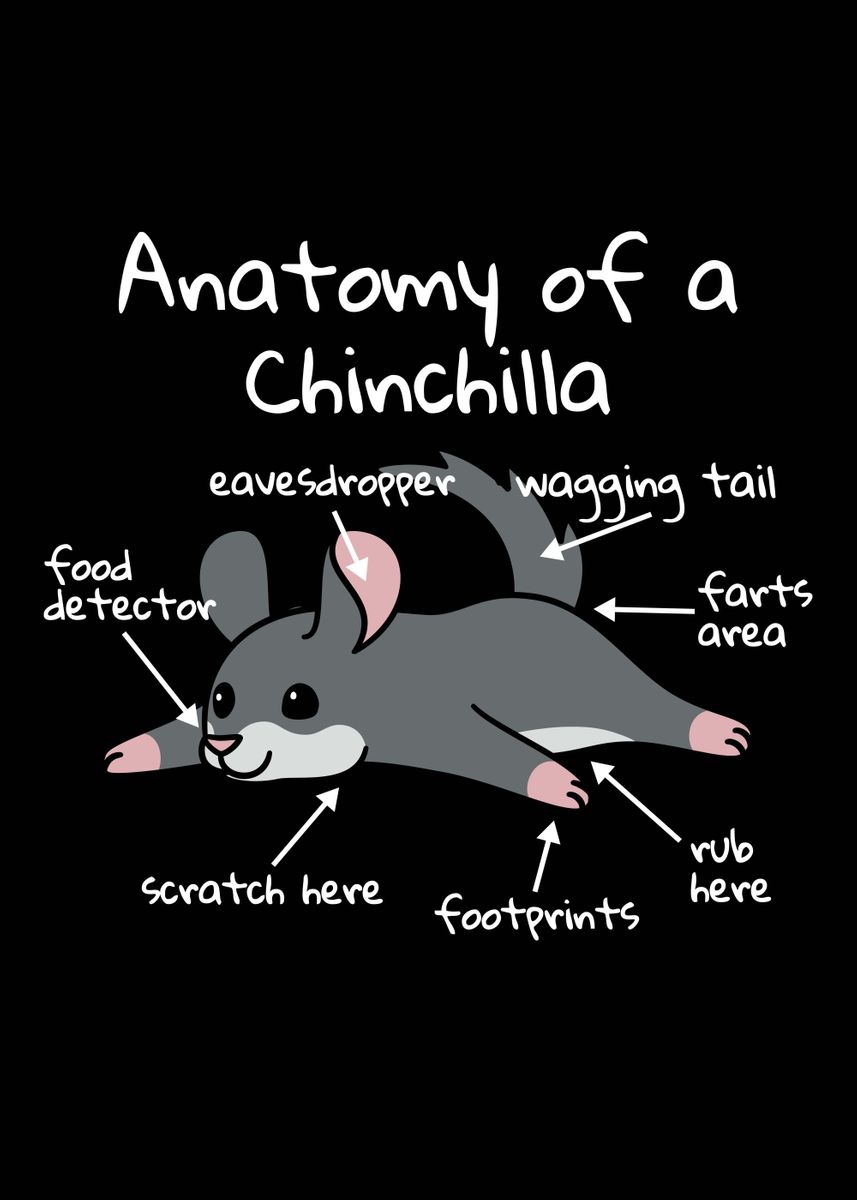 ‘Anatomy Of A Chinchilla ’ Poster, picture, metal print, paint by