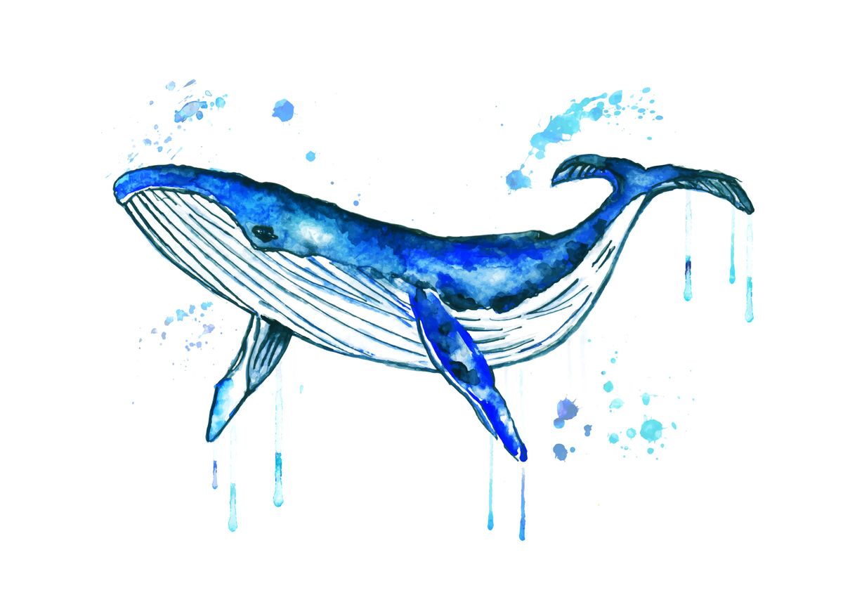 'Humpback whale ' Poster by RosaliasArt | Displate