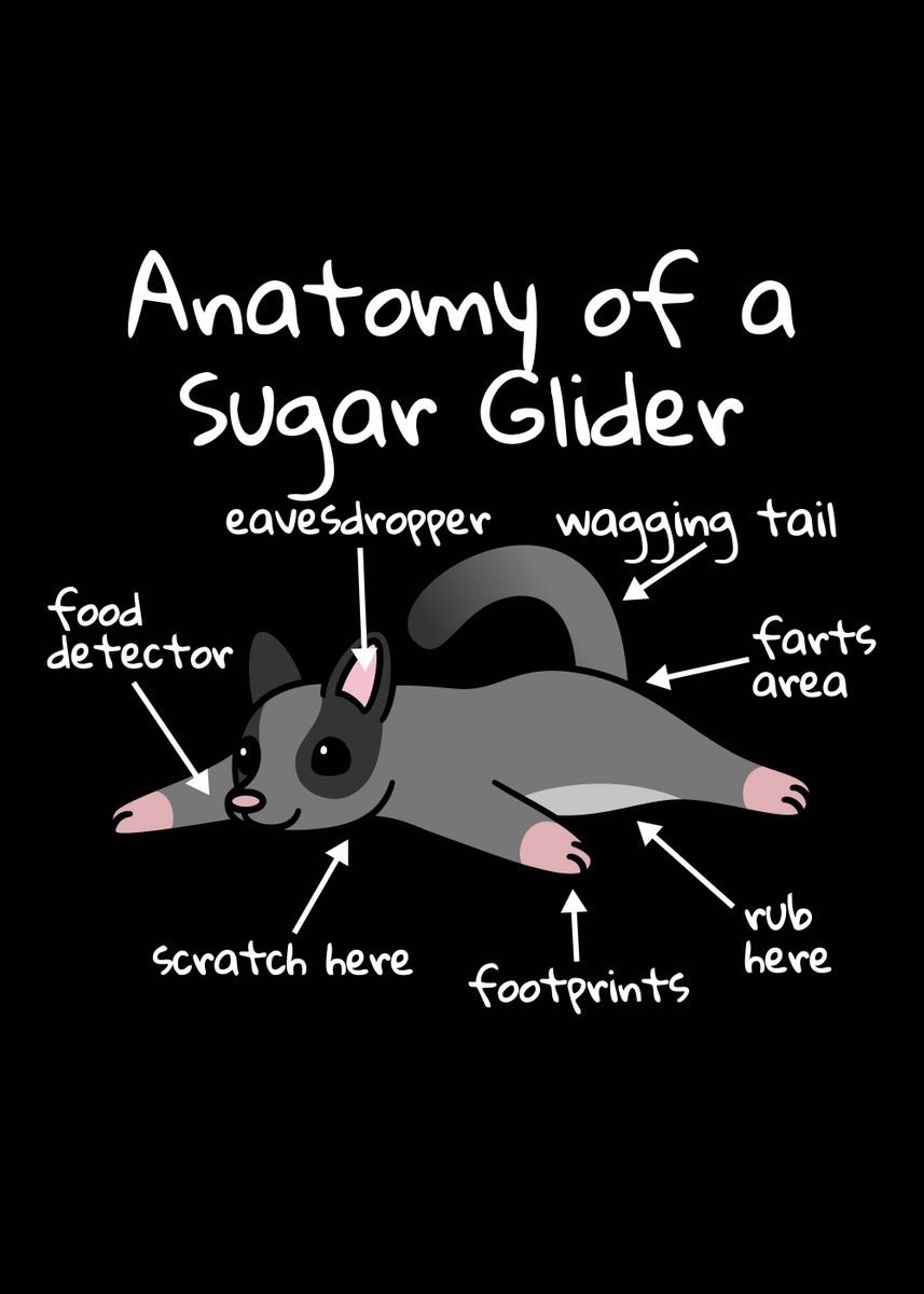 'Anatomy Of A Sugar Glider' Poster by petprints Displate