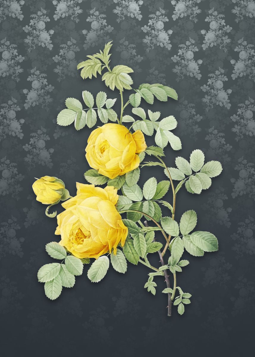 'Vintage Sulphur Rose' Poster, picture, metal print, paint by Holy Rock ...
