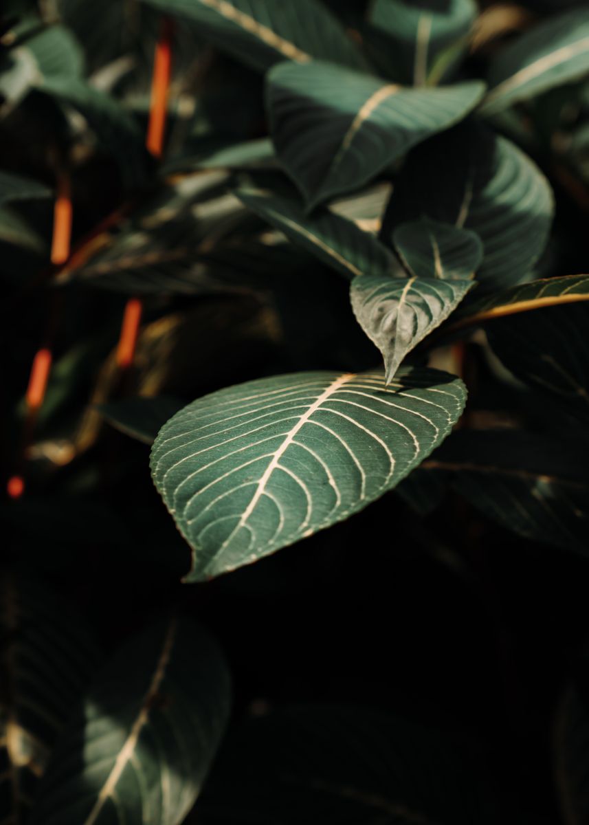 'Leaf' Poster by Zero Creative Displate