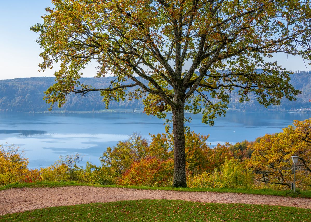  Autumn Tree With Lake View Poster By Marc Kunze Displate