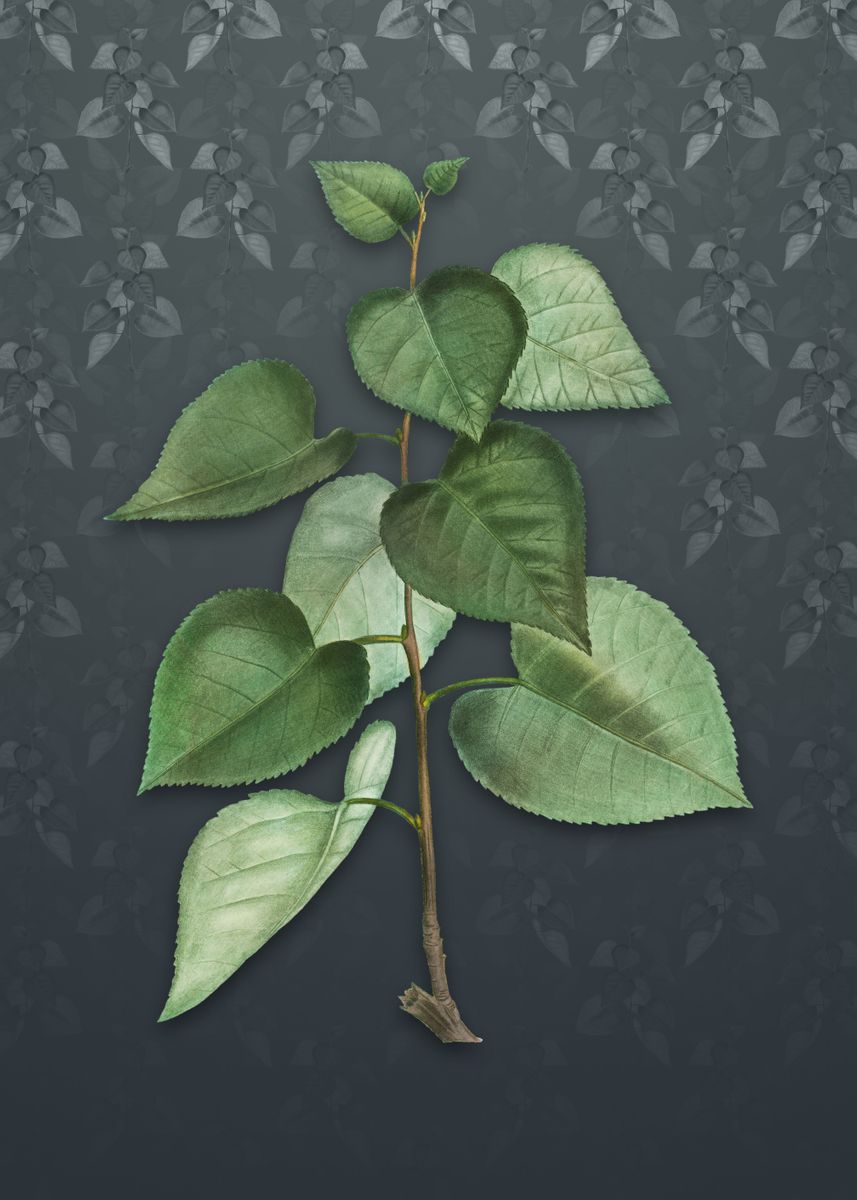 ‘Vintage Quaking Aspen’ Poster by Holy Rock Design | Displate