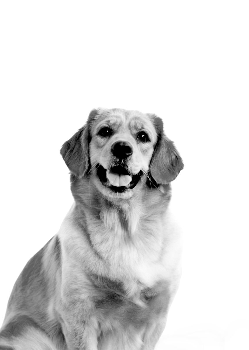 'Dog Portrait' Poster by Batrisyia Rania Fitri Displate