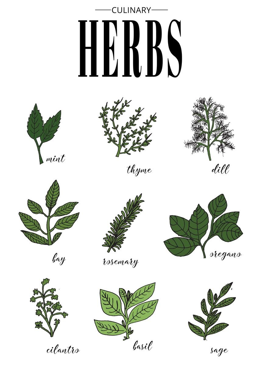 'Herbs for Kitchen Food' Poster, picture, metal print, paint by Max ...