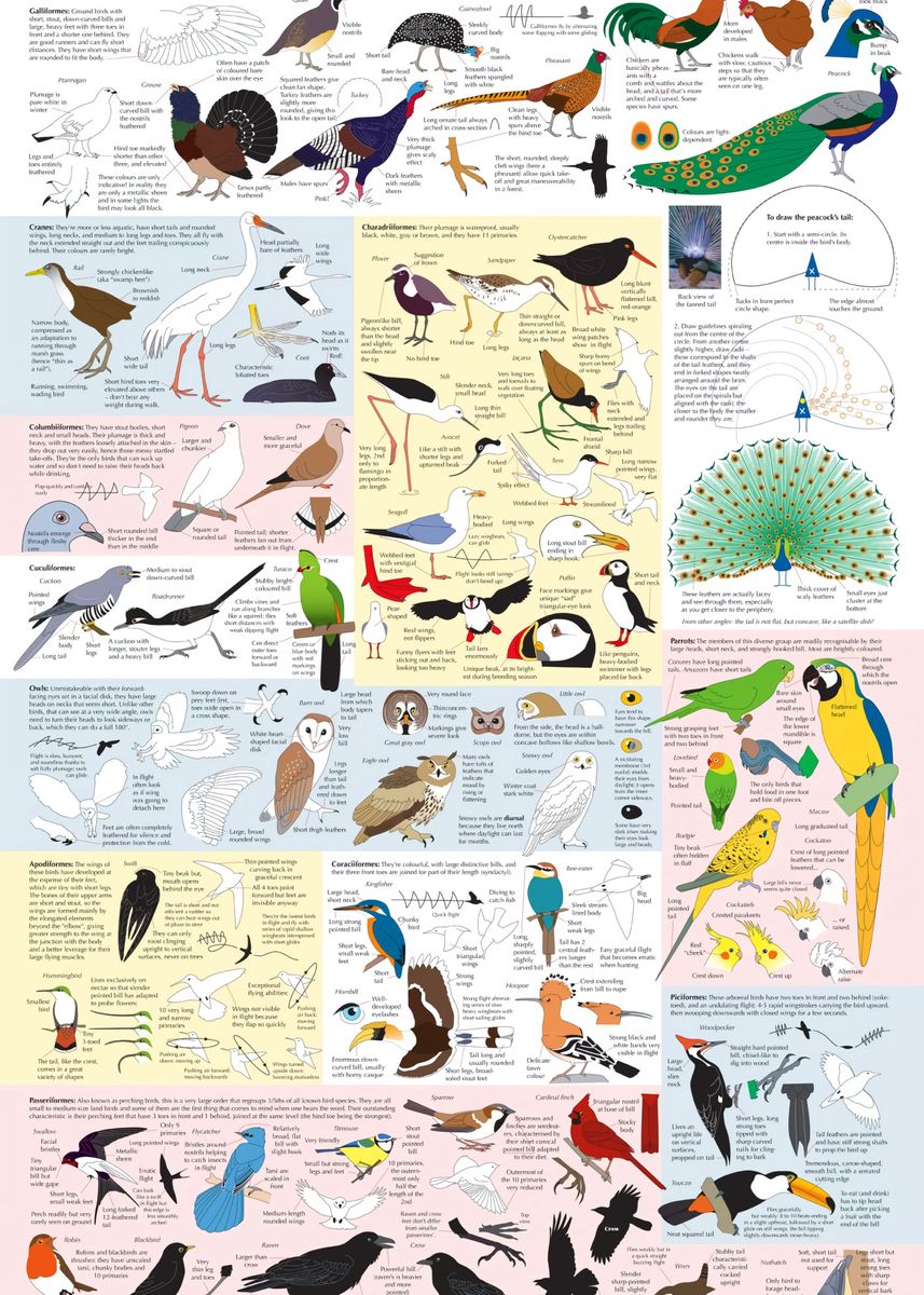 'Drawing Birds Catalogue' Poster, picture, metal print, paint by Indra