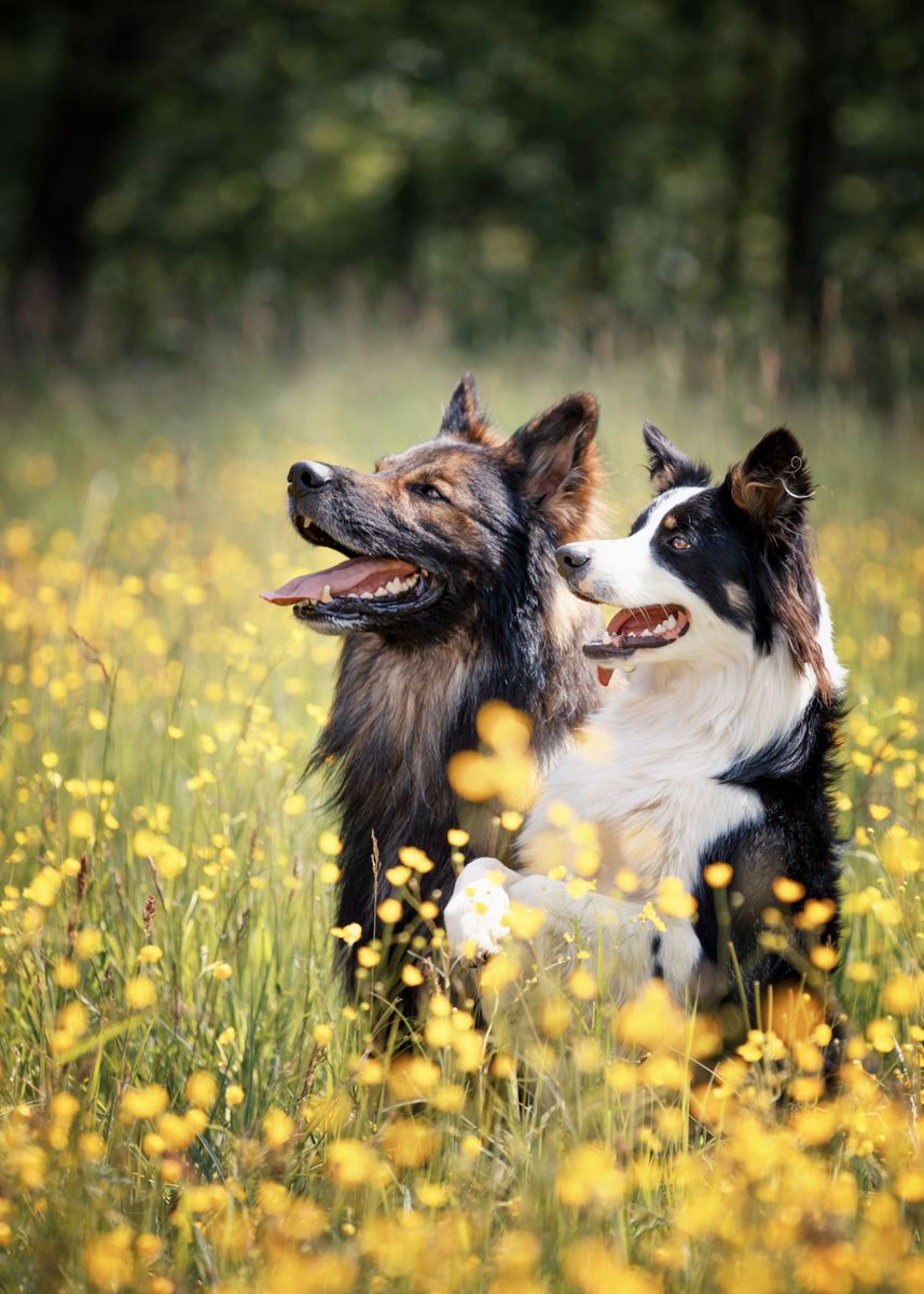 'Purebred dogs on the glade' Poster by Displate