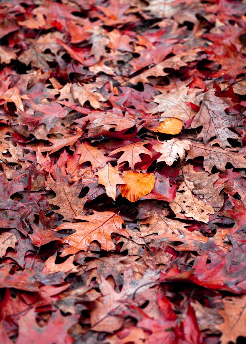 'Autumn leaves' Poster by MalCinga Displate